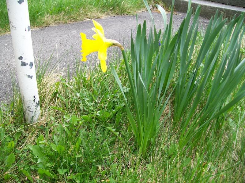 careful readers of my writings will know that I rail against feelgood daffodil spirituality