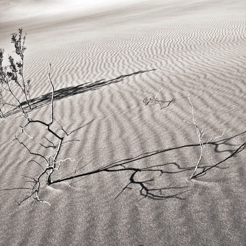 IMAGE: http://i59.photobucket.com/albums/g307/supertom9903/Dunes_1104.jpg