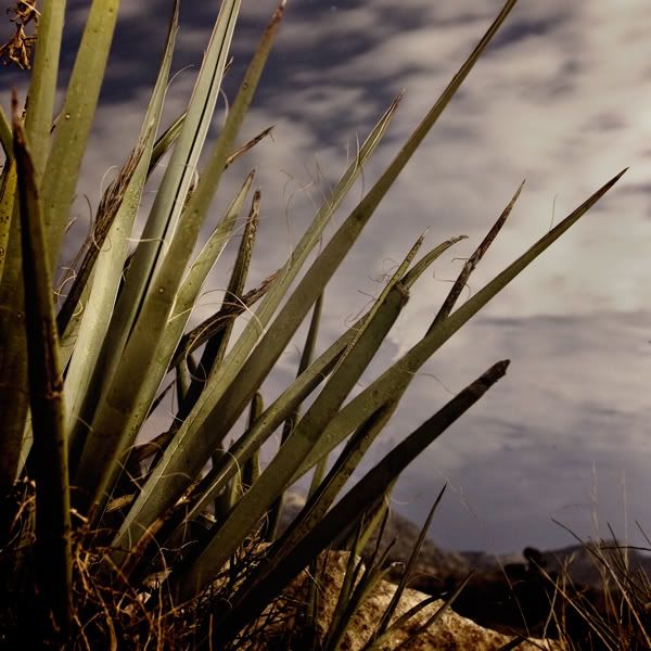 IMAGE: http://i59.photobucket.com/albums/g307/supertom9903/Yucca_2181.jpg