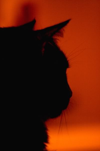 20070830_9999_2_jaaa_rez.jpg picture by clemenf
