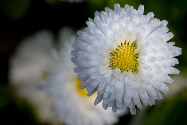 20080517_9999_114-1.jpg picture by clemenf