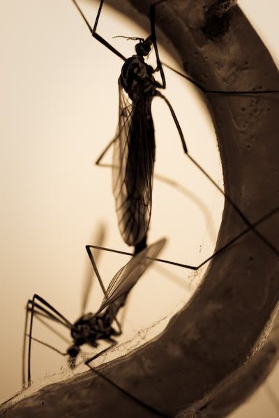 20080517_9999_155-1.jpg picture by clemenf