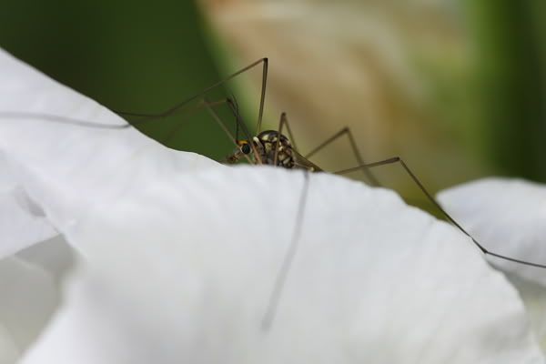 20080517_9999_2_ja_rez.jpg picture by clemenf