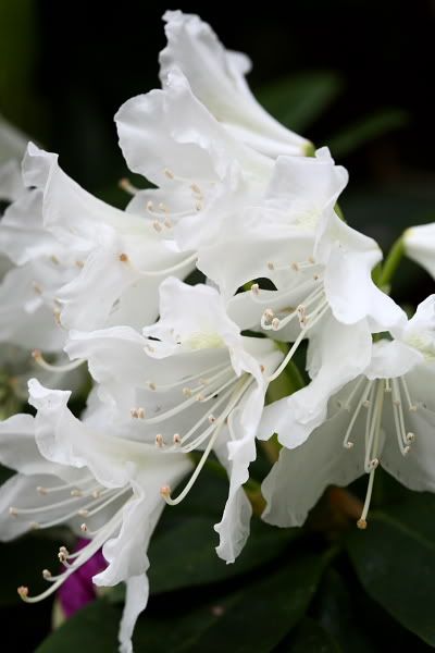 20080517_9999_87_ja_rez.jpg picture by clemenf