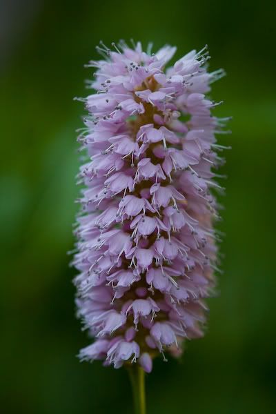 20080525_9999_56-1.jpg picture by clemenf