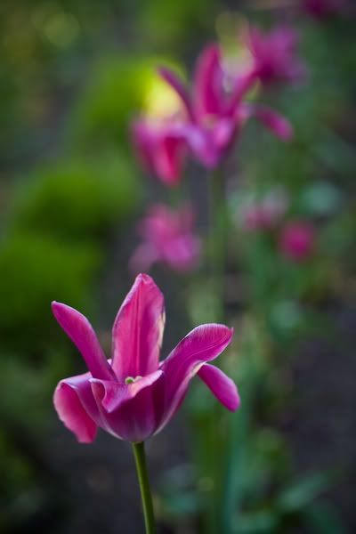 20080525_9999_7-1.jpg picture by clemenf