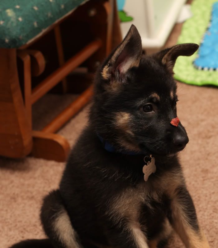 IMAGE: http://i59.photobucket.com/albums/g310/guyzer09/Skotty/IMG_2940000015.jpg