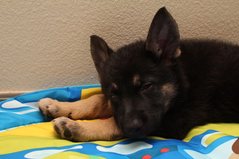 IMAGE: http://i59.photobucket.com/albums/g310/guyzer09/Skotty/Skotty0006.jpg