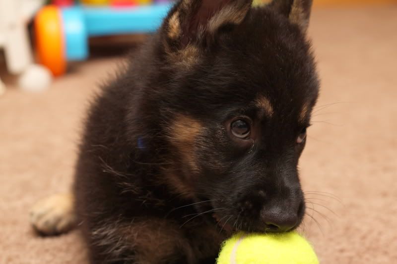 IMAGE: http://i59.photobucket.com/albums/g310/guyzer09/Skotty/Skotty0015.jpg