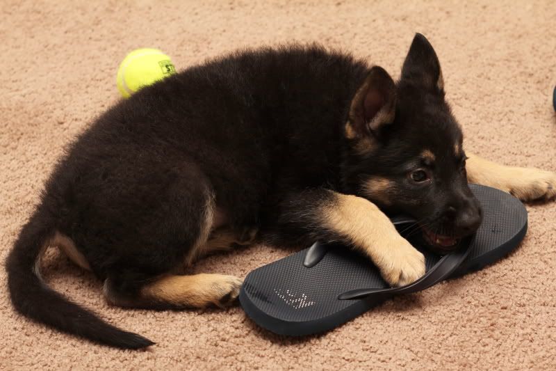 IMAGE: http://i59.photobucket.com/albums/g310/guyzer09/Skotty/Skotty0019.jpg