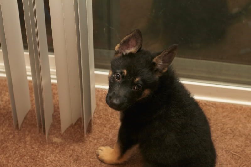 IMAGE: http://i59.photobucket.com/albums/g310/guyzer09/Skotty/Skotty0025.jpg