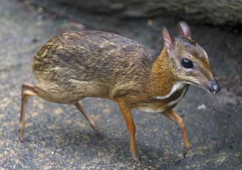 photo chevrotain.jpg