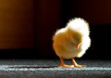 chick Pictures, Images and Photos