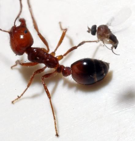 Zombie Ants Pictures, Images and Photos