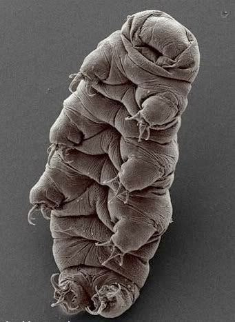 Tardigrades Pictures, Images and Photos