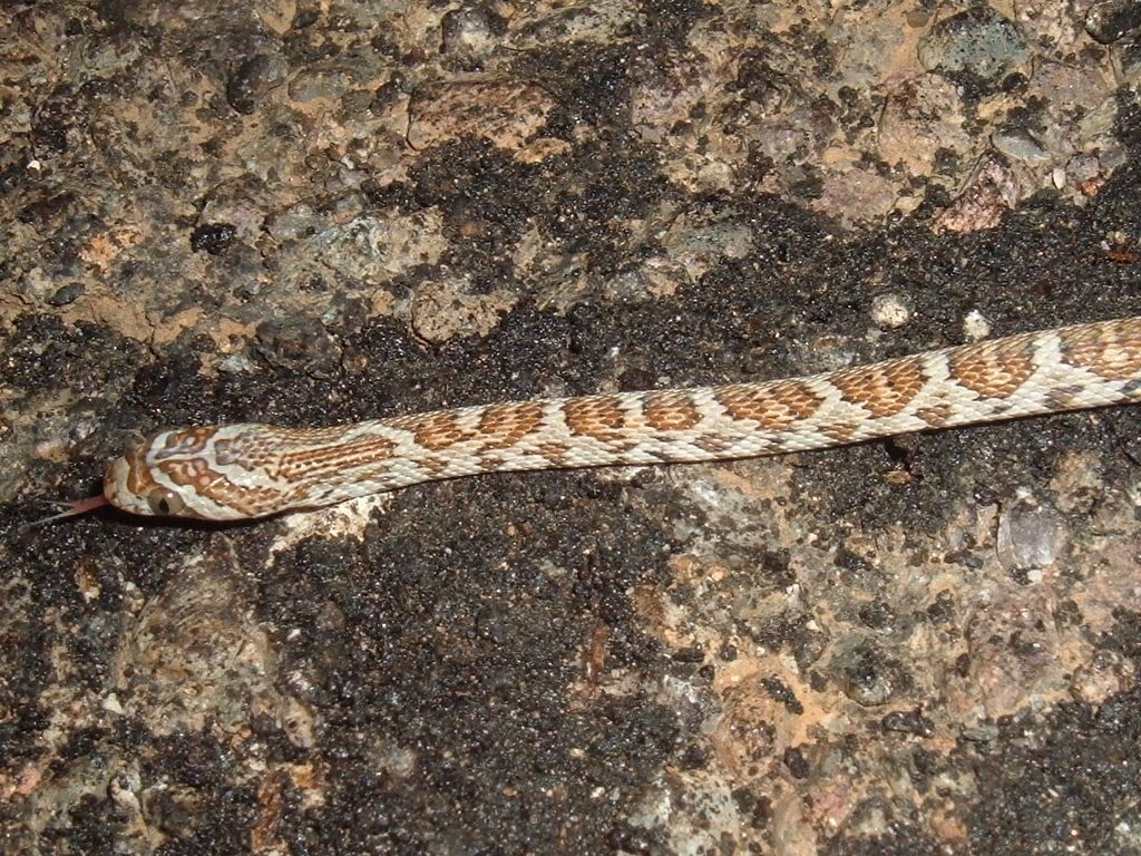 Baja California Lyre Snake