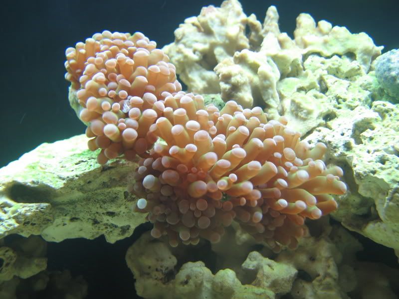 TorchCoral001.jpg