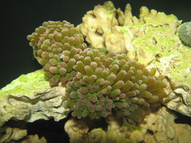 TorchCoral003.jpg