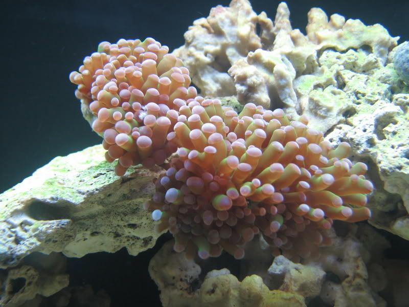 TorchCoral004.jpg