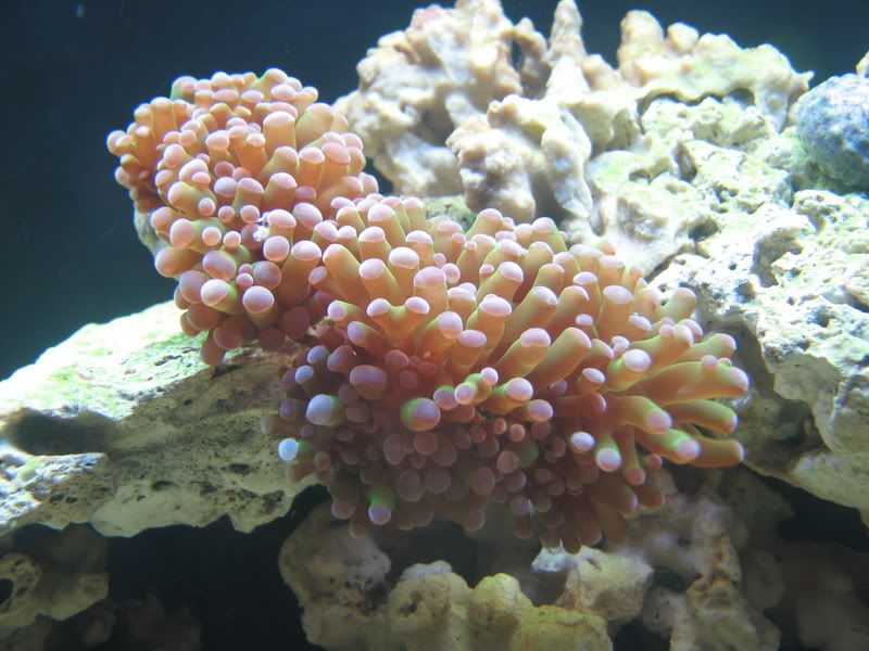 TorchCoral006.jpg