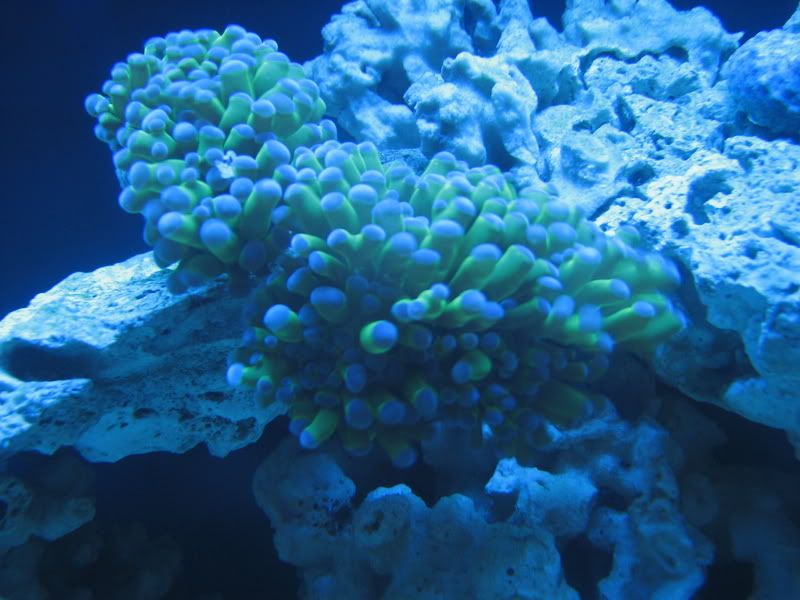 TorchCoral009.jpg