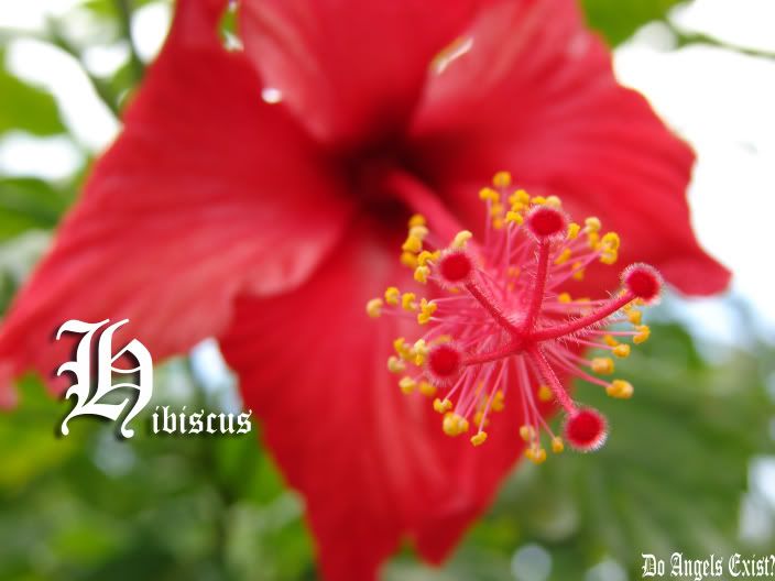 The image “http://i59.photobucket.com/albums/g312/may1623/hibiscus3.jpg” cannot be displayed, because it contains errors.