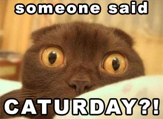 Image result for caturday