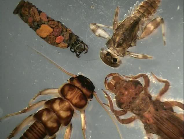 Benthic Macroinvertebrates