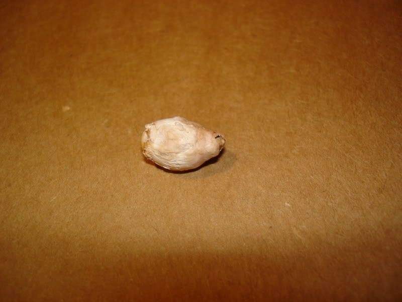 DSC00130.jpg