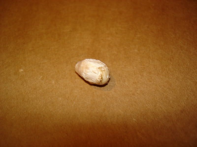 DSC00131.jpg