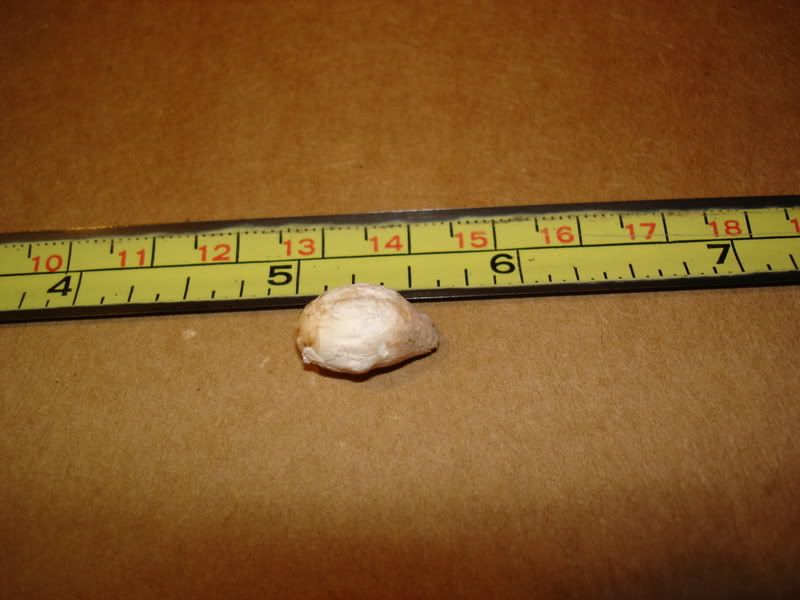 DSC00132.jpg