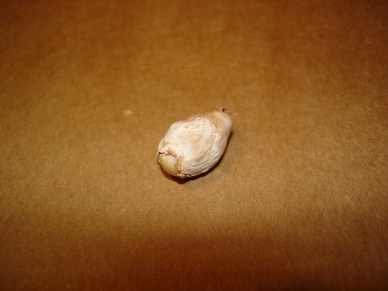 DSC00133.jpg