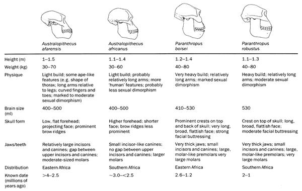 human lineage