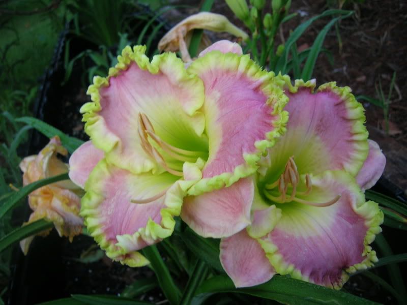 See my etchings daylily