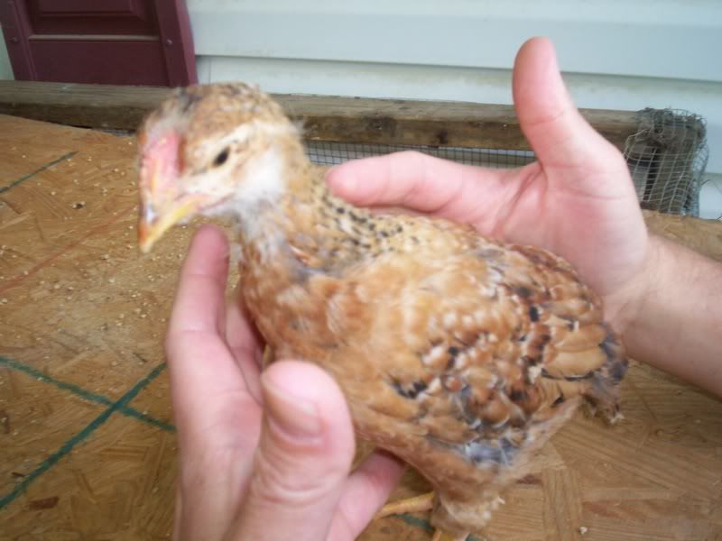 Buff Orpington X Barred Rocks from SpeckledHen BackYard Chickens