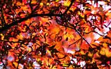 fall.jpg image by nmagelet