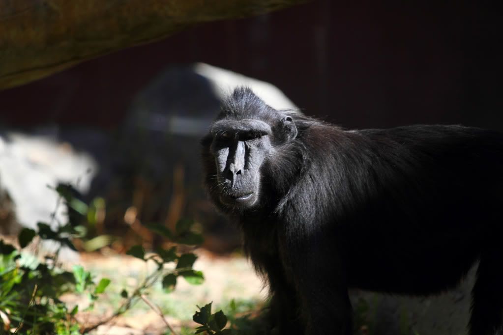 IMAGE: http://i59.photobucket.com/albums/g318/Jumbaught28/EOS%20Pics/IMG_0259_Velvia_sharpened.jpg