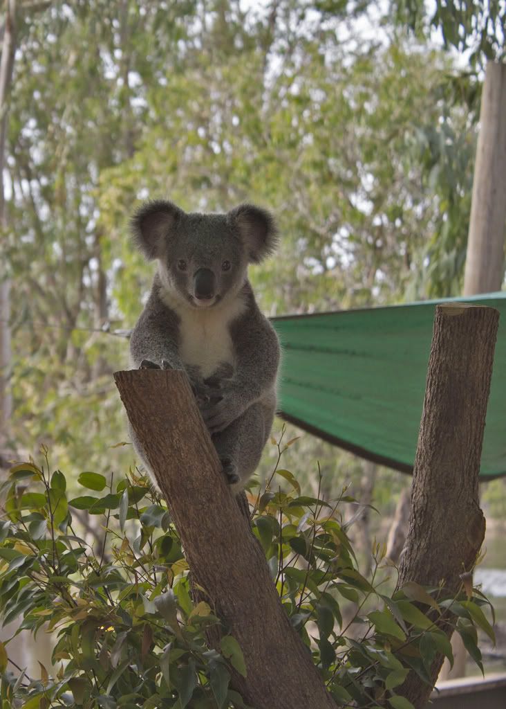 IMAGE: http://i59.photobucket.com/albums/g318/PhillipBrown/7519634872_455609d878_b.jpg