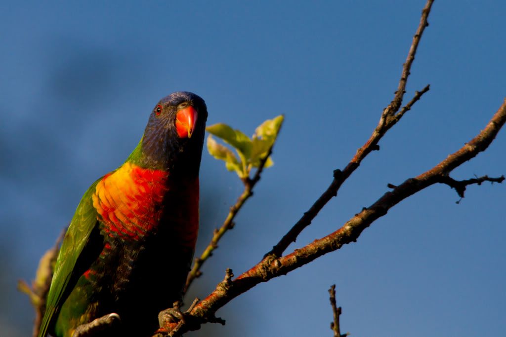 IMAGE: http://i59.photobucket.com/albums/g318/PhillipBrown/IMG_4819.jpg