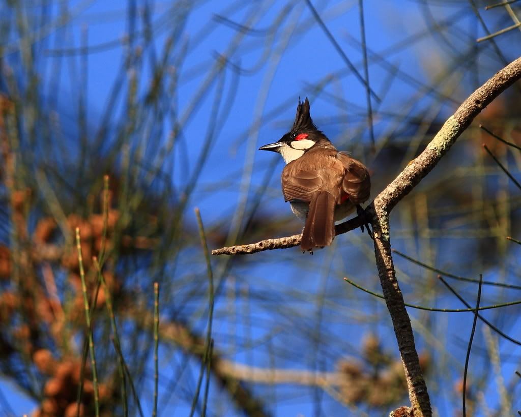 IMAGE: http://i59.photobucket.com/albums/g318/PhillipBrown/IMG_8769.jpg