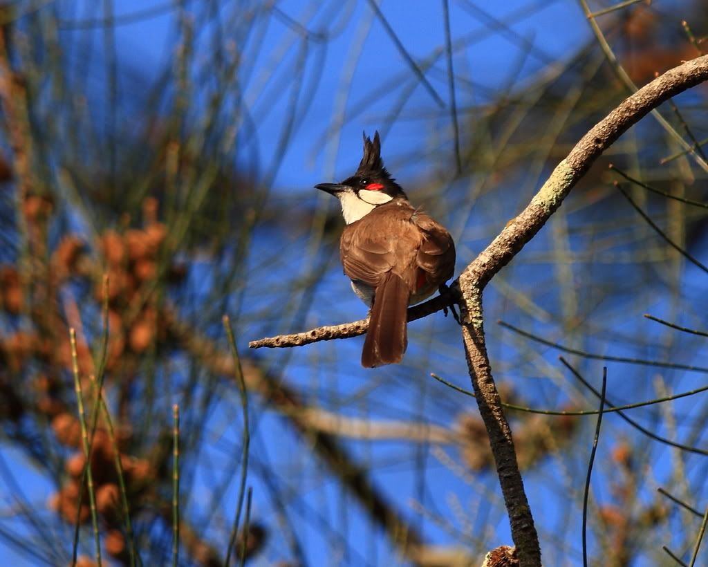 IMAGE: http://i59.photobucket.com/albums/g318/PhillipBrown/IMG_8773.jpg