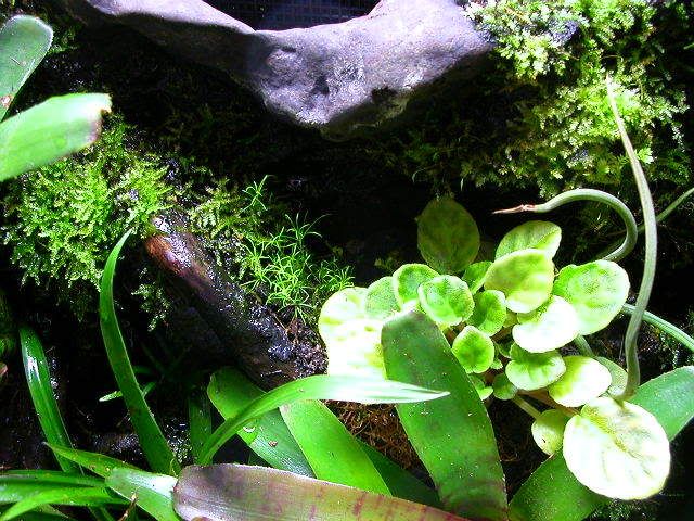 hitchhiker plants