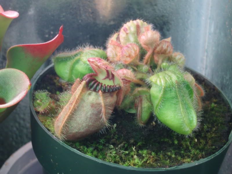 Isnt It Little Early To Give Up On >> When To Give Up On A Dead Cephalotus Isnt It Little Early To Give Up On >> When To Give Up On A Dead Cephalotus
