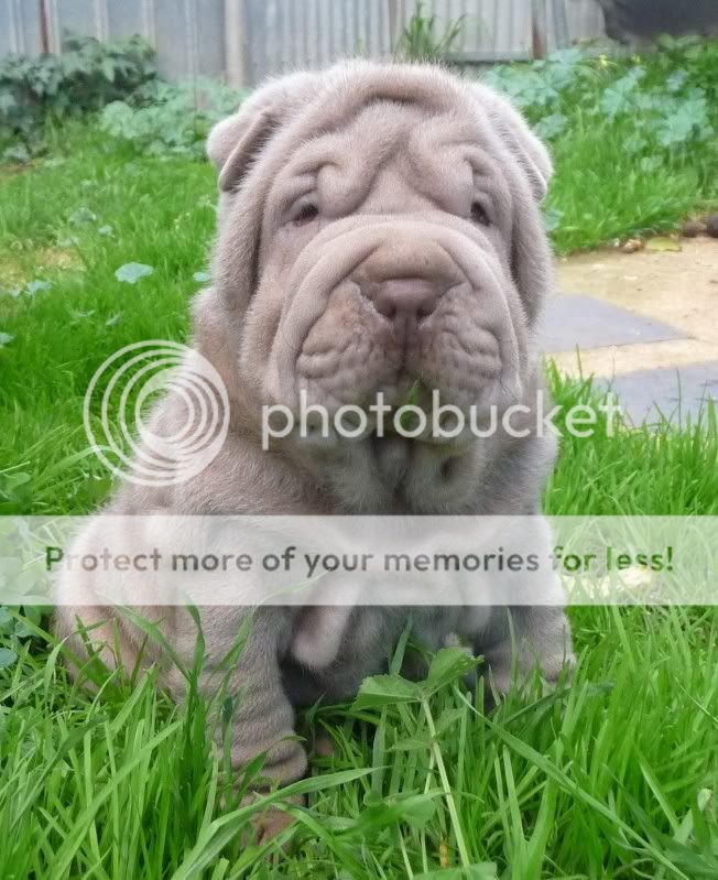 Blue and Lilac Chinese Shar Pei in Australia.