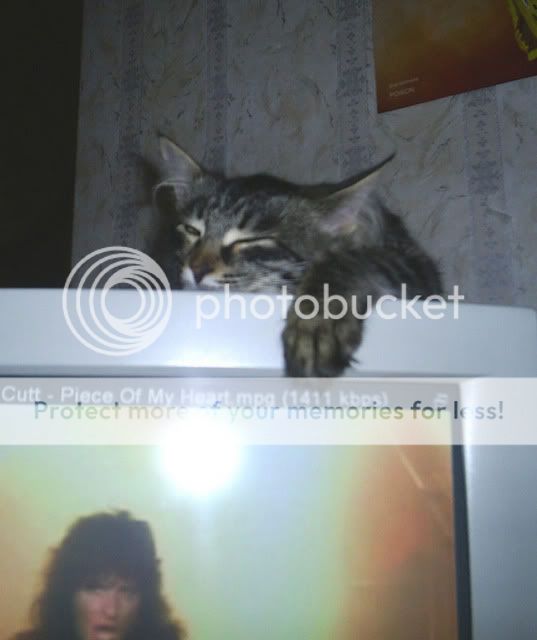 http://i59.photobucket.com/albums/g282/alexxpop/cat%20stuff/kotik.jpg