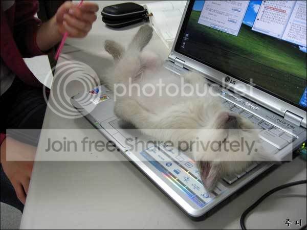 User Image