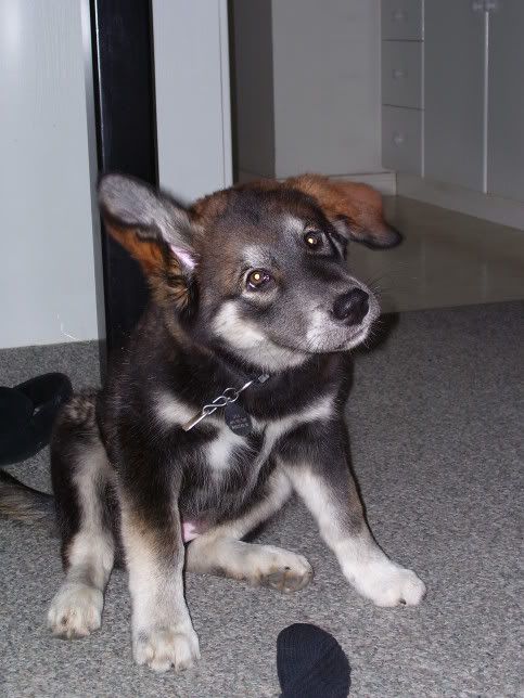 https://i59.photobucket.com/albums/g294/twigmar/100_1040.jpg