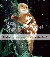 Spotted_Cuscus_HA-236C_LOCHMAN_TRAN.jpg