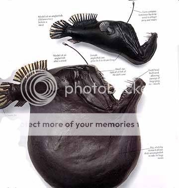 anglerfish.jpg