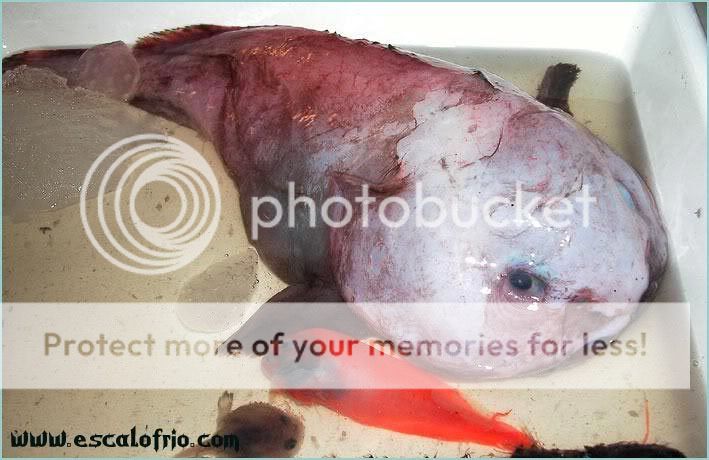 blob_fish.jpg